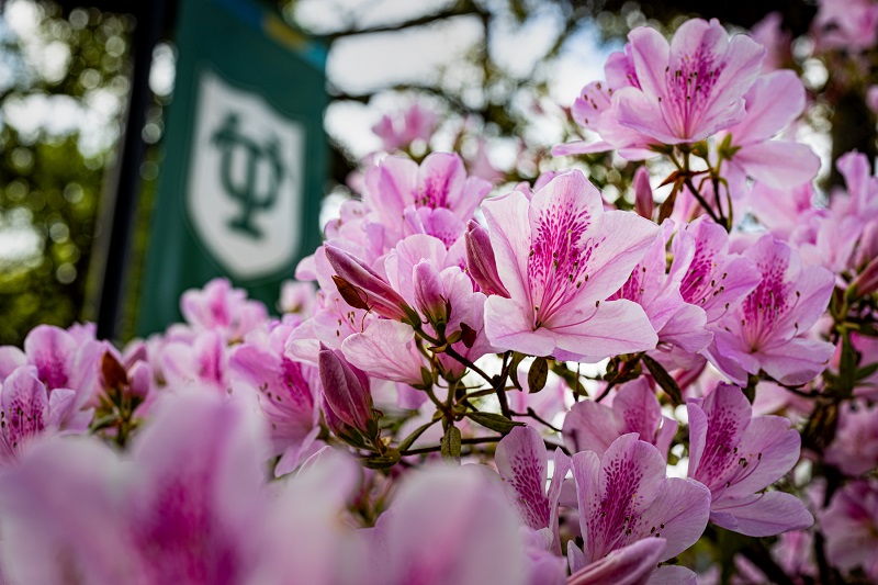 Flowers blooming on campus